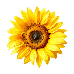 Yellow sunflower top view isolated on white and transparent background