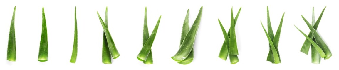 Aloe Vera. Fresh green leaves isolated on white, collection - Powered by Adobe