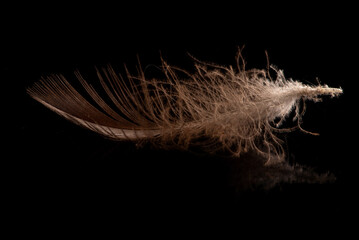 Feather, a beautiful bird feather on black background, selective focus.