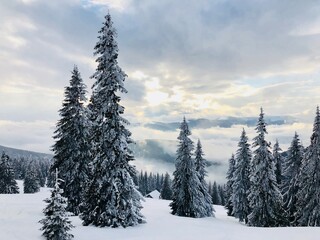 snow covered trees