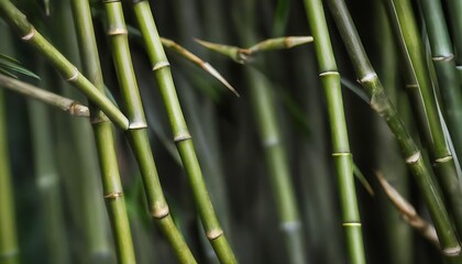 Obraz premium green bamboo branchs background 