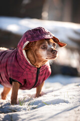 Cute dachshund mix portrait in winter 