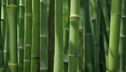 green bamboo forest macro