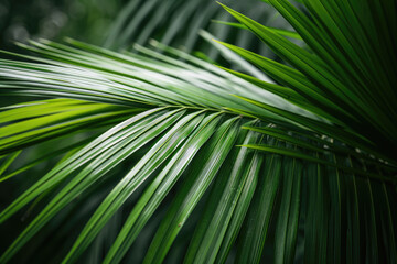 Tropical Green Palm Leaf Background
