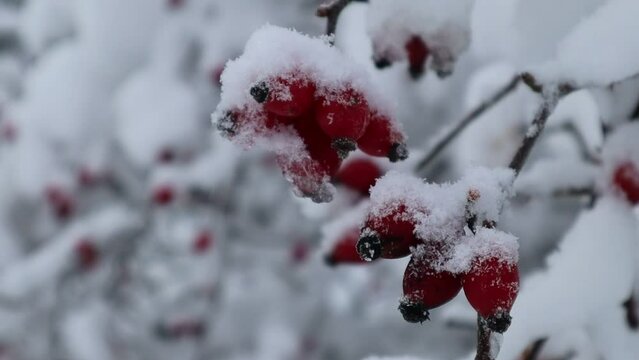 Red rose hip berries during the winter. Close up and isolated.