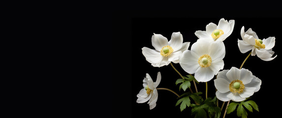 white anemones isolated on black background horizontal banner with copy space left