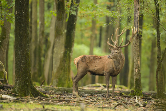 Les Rois De La For&ecirc;t