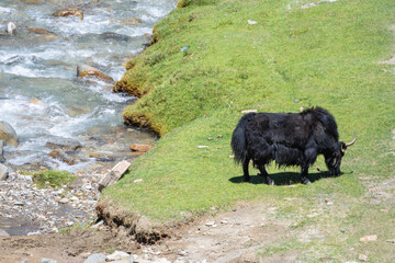 Yaks standing by the river, Himalayas, Ladakh