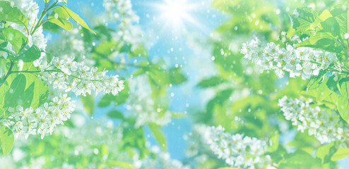 Spring background. Natural bright background with blooming bird cherry tree. Bird cherry flower blossoms. - 713586804