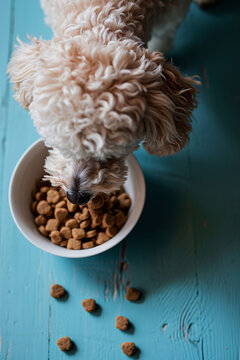 a mini Puddel at the food bowl with delicious dog food