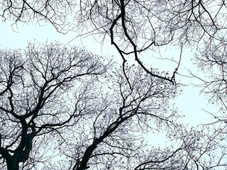 landscape of lush tree branches without leaves in winter taken from below