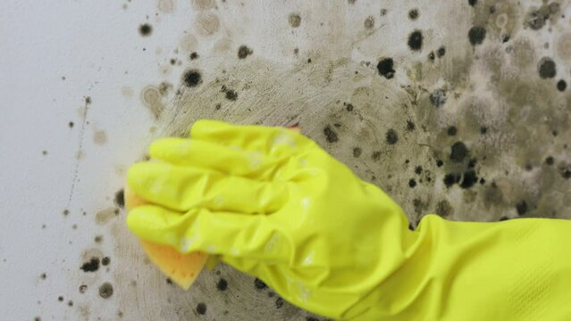 Mold on the wall. Close-up of a woman's hand in yellow rubber gloves wiping the mold off the wall. The concept of fungus removal.
