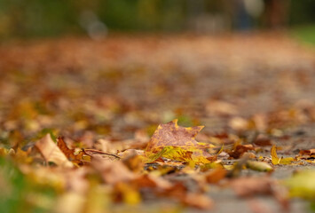 A leaves closeup at autumn in jena at ground floor