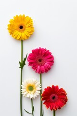 Three Colored Flowers on White