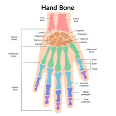 Human hand bone medical infographic
