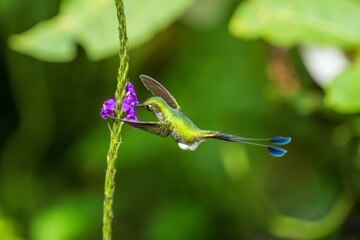 White-booted Racket-tail - Ocreatus underwoodii, green bird of hummingbird in the brilliants, tribe Heliantheini in Lesbiinae, long tail with two flags. 4K resolution