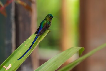 Violet-tailed Sylph - Aglaiocercus coelestis, beautiful long tailed hummingbird of South America, Mindo, Ecuador, 4K resolution © Miroslav Srb