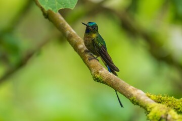 Obraz premium Violet-tailed Sylph - Aglaiocercus coelestis, beautiful long tailed hummingbird of South America, Mindo, Ecuador