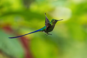 Violet-tailed Sylph - Aglaiocercus coelestis, beautiful long tailed hummingbird of South America, Mindo, Ecuador, 4K resolution