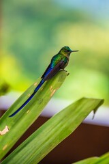 Violet-tailed Sylph - Aglaiocercus coelestis, beautiful long tailed hummingbird of South America, Mindo, Ecuador, 4K resolution