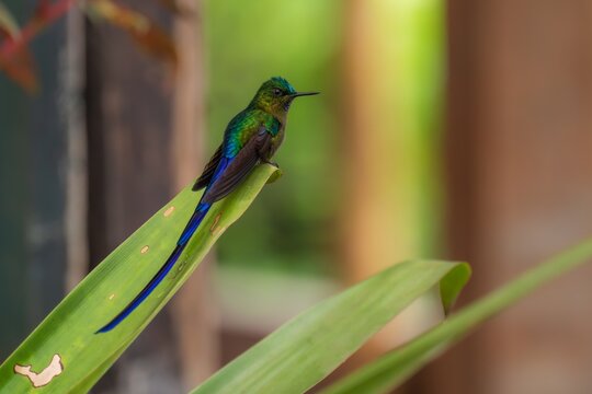 Violet-tailed Sylph - Aglaiocercus coelestis, beautiful long tailed hummingbird of South America, Mindo, Ecuador, 4K resolution