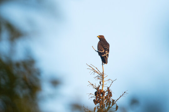 A juvenile Lesser spotted eagle perched on top of a tree on a late summer evening in Estonia, Northern Europe