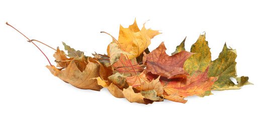 Autumn season. Pile of dry maple leaves isolated on white