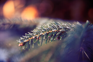 Spruce branches in winter in the morning sun. Macro photo.  
