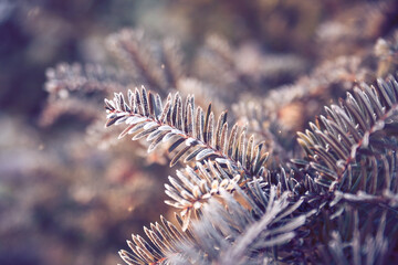 Naklejka na ściany i meble Spruce branches in winter in the morning sun. Macro photo. 
