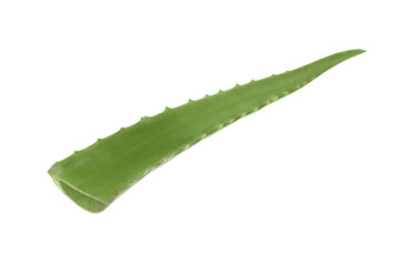 One aloe vera leaf isolated on white