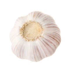 Unpeeled head of fresh garlic isolated on white