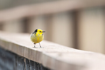 Closeup of a colorful Citrine wagtail perched on a wooden handrail on a coastal meadow trail in Estonia, Northern Europe