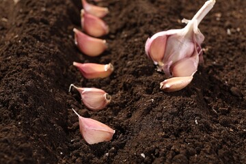 Head and cloves of garlic on fertile soil, closeup. Vegetable planting