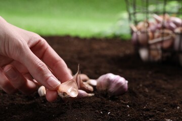 Woman planting garlic cloves into fertile soil outdoors, closeup. Space for text