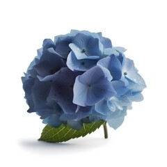 blue hydrangea isolated on white