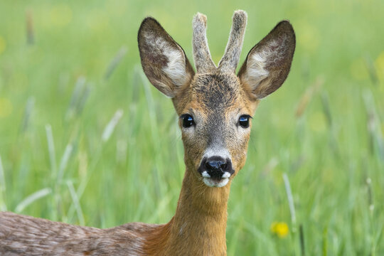 Closeup of a curious Roe deer buck on a summery meadow in Estonia, Northern Europe