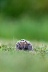 Face-to-face image of  a baby European hedgehog (Erinaceus europaeus) hiding in the grass