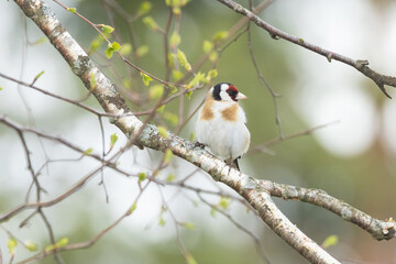 Colorful Goldfinch perched on a twig in a late spring woodland in Estonia, Northern Europe