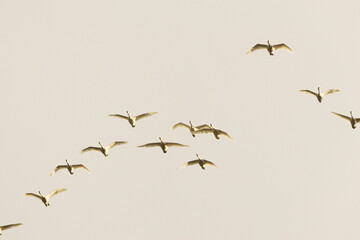 A flock of Whooper swans flying over during spring migration in Estonia, Northern Europe