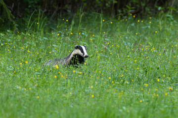 An European badger standing still on a summery meadow with wild plants in Estonia	