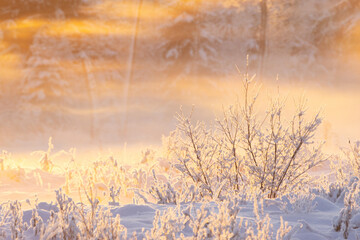 A frosty bush on a field during a misty and cold sunset on a winter evening in rural Estonia,...