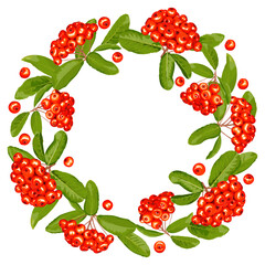 Wreath, frame of pyracantha fruits and leaves on a white background 