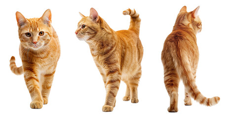 Cute orange cat collage with front, side and back view over isolated transparent background