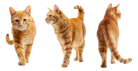 Cute orange cat collage with front, side and back view over isolated transparent background