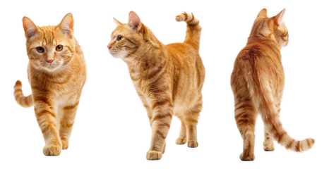 Foto op Plexiglas Cute orange cat collage with front, side and back view over isolated transparent background © Pajaros Volando
