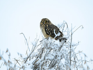 Short-eared Owl on frozen plants in Winter