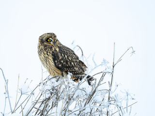 Short-eared Owl on frozen plants in Winter