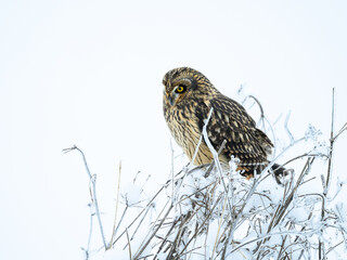 Short-eared Owl on frozen plants in Winter