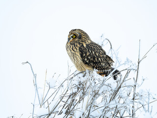 Short-eared Owl on frozen plants in Winter