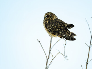 Short-eared Owl on frozen plants in Winter
